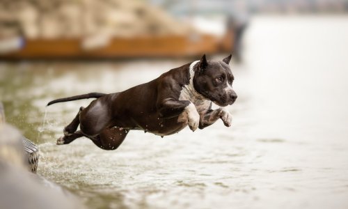 Američki stafordski terijer bez nadzora u Međimurju napao psa i dijete; vlasnica dobila novčanu kaznu