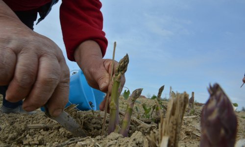 Nijemci u strahu zbog šparoga: Propast će nam sezona; nema berača iz istočne Europe