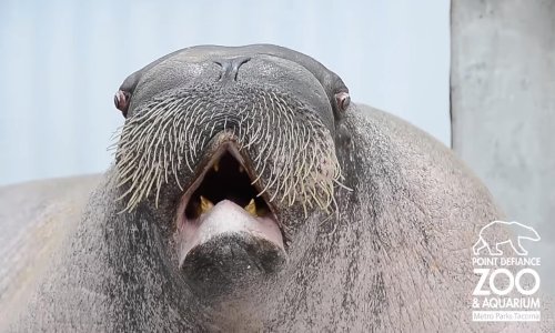 Ovaj morž pjeva poput tibetanskog redovnika