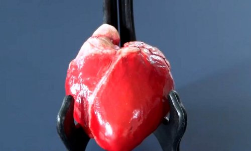 Maštovita slastičarka izrađuje uvjerljive organe od – čokolade!