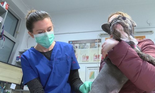 Veterinari u vrijeme koronavirusa: Dođite s ljubimcima samo ako je hitno