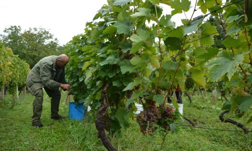 Lijepo vrijeme mami Varaždince u vikendice i vinograde, propusnice im obustavljene