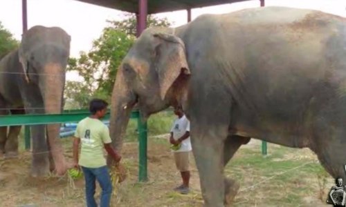 Slon koji je rasplakao svijet stekao prvu prijateljicu