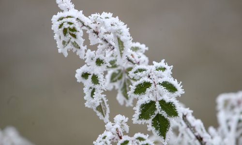 Proglašena prirodna nepogoda zbog mraza