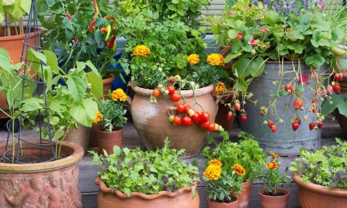 Za sadnju povrća ne treba vam puno prostora: Kako i što uzgajati u posudama na balkonima, prozorskim klupicama i manjim vrtovima
