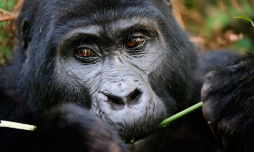 U opasnosti nisu samo ljudi: koronavirus prijeti i gorilama, orangutanima i čimpanzama