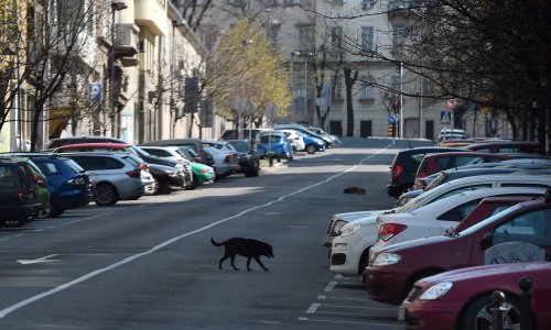 U Srbiji još sedam žrtava covida-19, stručnjaci uvjereni da virus jenjava