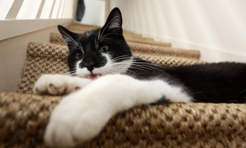 I mačke mogu oboljeti od koronavirusa