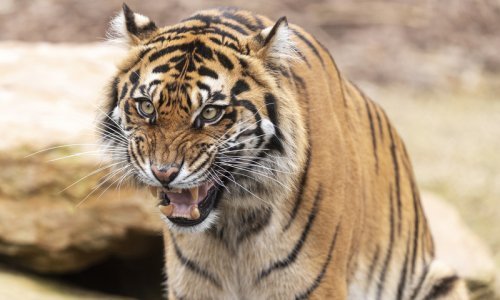 Tigrica u njujorškom zoološkom vrtu pozitivna na koronavirus
