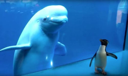 Pogledajte upoznavanje dvije vrste koje se nikad ne bi srele u divljini