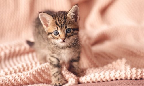 Znanstvenici došli do novih saznanja: Mačke se ipak mogu zaraziti koronavirusom