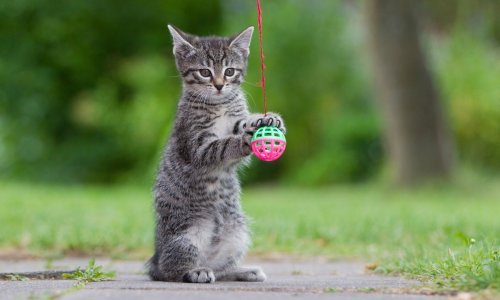 Dosta vam je Trumpa na internetu? Pa zamijenite ga slatkim mačkama