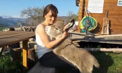 Prekrasni magarčić pronašao novu prijateljicu