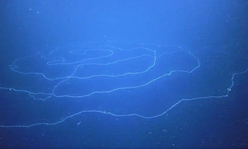 'Najduža životinja svih vremena' otkrivena u dubokom podmorskom kanjonu uz australsku obalu