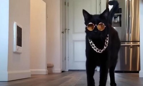 Mačak Rover svoje dane u izolaciji provodi sa stilom