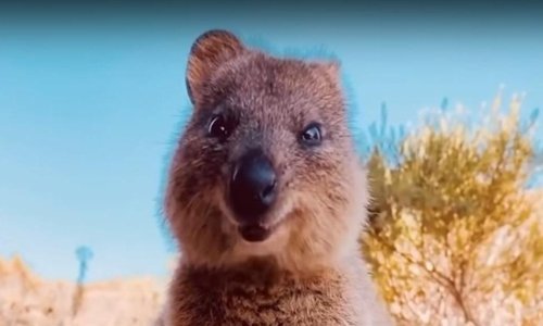 Izolacija vam teško pada? Jedan pogled na najveseliju životinju na svijetu vratit će vam životni elan!