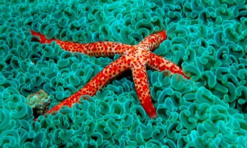 Je li vas ikad zanimalo kako se morske zvijezde kreću? Pogledajte odgovor!