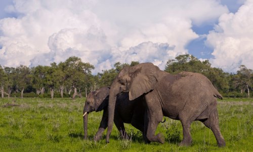 Zbog siromaštva uzrokovanog koronakrizom raste krivolov