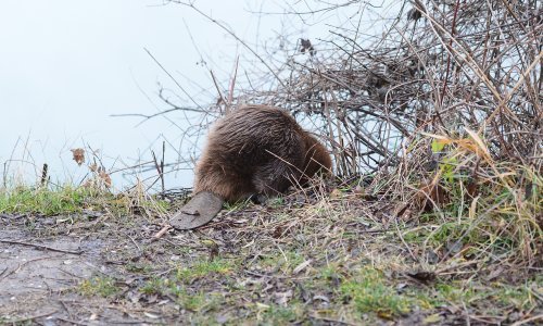 Dabrovi iz zapaljene nastambe u Lonjskom polju živi i zdravi