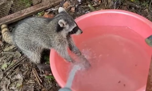 Čak se i rakuni pridržavaju uputa kako se zaštititi od koronavirusa