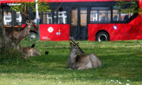 Ljudi su ispraznili gradove i prepustili ih životinjama, pogledajte kako to izgleda