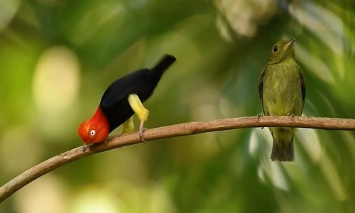 Mužjak manakina partnerice zavodi ludim plesom