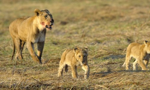 I lavovi u zoološkom vrtu u Bronxu pozitivni na koronavirus