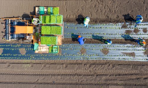 U potrazi za radnicima zapadnoeuropski poljoprivrednici organiziranju letove za bogataše kojima dopremaju radnu snagu s istoka