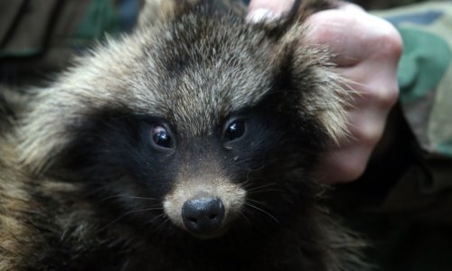 Na crnu listu vratio ga je njemački virolog koji diže prašinu: Je li ovo najveći sumnjivac za širenje koronavirusa među ljudima?