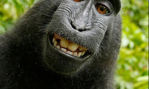 Može li majmun imati pravo na selfie?