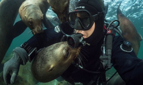 Druželjubivi morski lavovi uživaju u društvu znatiželjne Kanađanke