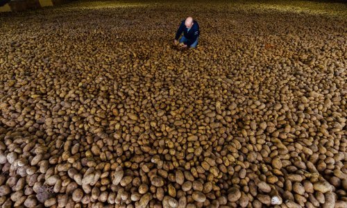 Proizvođači pogođeni koronakrizom mole Belgijance da jedu pomfrit