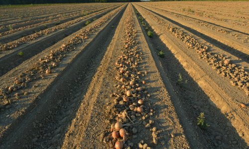 Ivanić-Grad za potpore u poljoprivredi osigurao 680 tisuća kuna