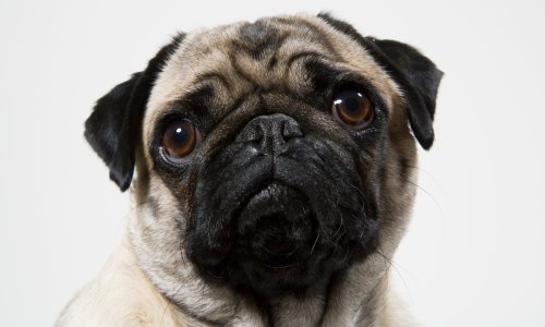 Mops iz Sjeverne Karoline prvi pas koji je pozitivan na koronavirus u Sjedinjenim Državama?