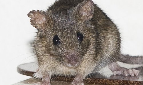 Prijeti epidemija mišje groznice!