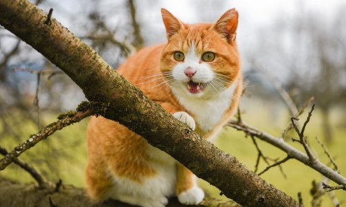 Starac na Ugljanu iz zračne puške jednu mačku ubio, a drugu ranio; dobio je kaznenu prijavu