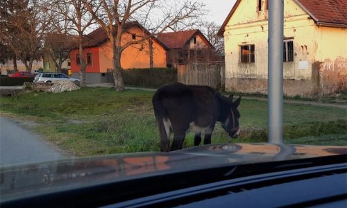Neobičan sudar; zabio se u magarca koji je istrčao iz kanala; životinja se oporavlja u staji
