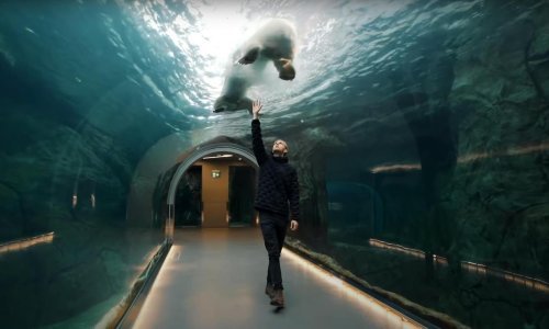 Kako biste se vi osjećali dok polarni medvjedi plivaju iznad vas?