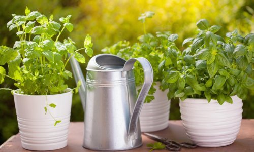 Nikako vam ne uspijeva začinsko bilje na terasi ili balkonu; evo savjeta za uspješan uzgoj