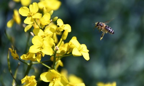 EU želi prepoloviti uporabu pesticida do 2030. godine