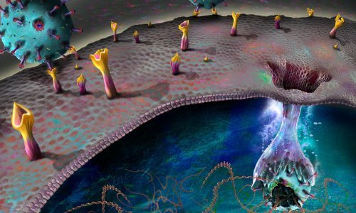Obdukcija pokazala da koronavirus ne napada samo pluća i dišne organe, nego i bubrege, jetru, srce, mozak i krv