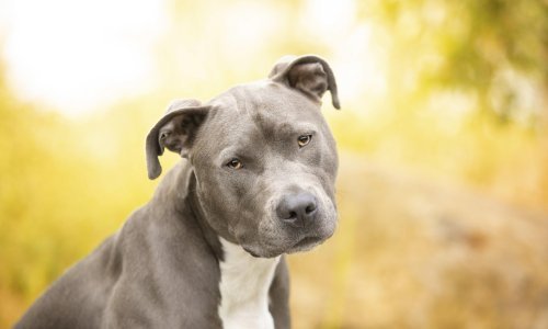 Zbog straha od dva staforda bez nadzora ribič kod Vukovara pobjegao u rijeku; vlasnik pasa zaradio je prijavu