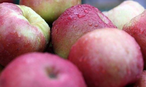 Na američko tzržište stižu GMO jabuke koje ne trunu