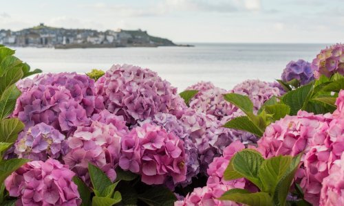 Ne zahtijevaju previše, ali nekoliko krivih koraka moglo bi uništiti vaše hortenzije