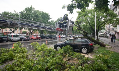 Drvo se srušilo na Malešnici i prikliještilo parkirane automobile