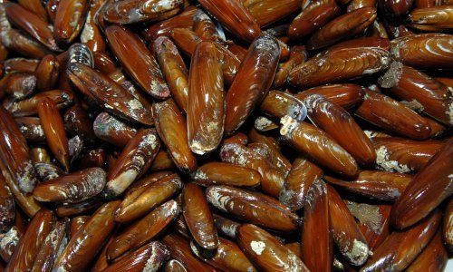 U Kaštelima uliovljen u izlovu prstaca, izvadio je gotovo sedam kilograma školjaka