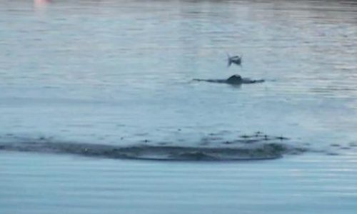 Ovako se rade žabice na vodi