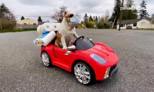 Ovaj pas zna što i kako za vrijeme pandemije