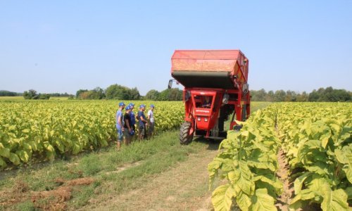 Završena sadnja duhana, Hrvatski duhani već odobrili novih 11 milijuna kuna za nabavku dodatna 22 mehanička berača