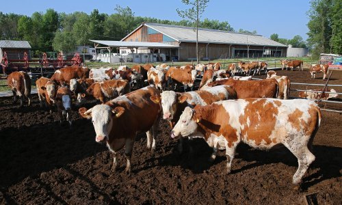 Proizvodnja mlijeka u pandemiji porasla diljem EU-a, u Hrvatskoj pala tri posto